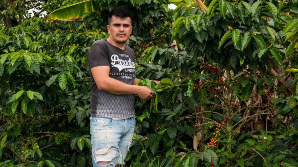 Tradiční pěstování kávy v kopcovitém terénu